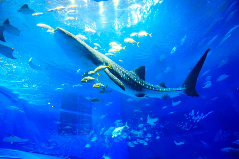 Kuroshio Sea at Okinawa Churaumi Aquarium 6 kuroshio sea 01